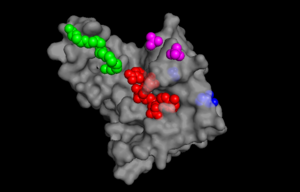 Image 1. The binding sites of TIP30 as identified using PYMOL.