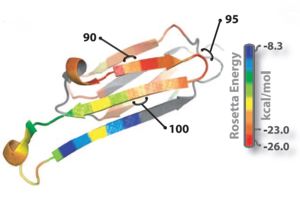 Fig. 1 : Ribbon diagram of a single subunit of ABC (16), colored by propensity to form amyloid, with red being the highest and blue the lowest propensity. The segment from residue 90 to 100, termed K11V, forms the cylindrin.