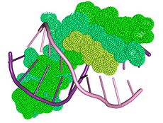 Interaction between the beta sheet domain of Tus and the TerB DNA region.