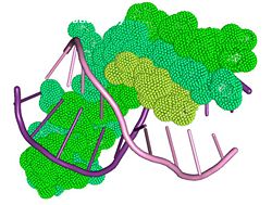 Interaction between the beta sheet domain of Tus and the TerB DNA region.