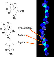 Figure 1. Amino Acid residues in collagen. Gly, Pro and Hydroxyproline residues present in a collagen molecule .