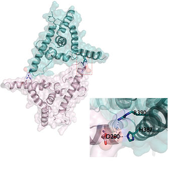 Figure 3. Three residues mediate homodimerization of LFY dimerization at pAP1 site. Assembly of PDB entry 2VY1 were obtained from PISA server and further visualized by Pymol.