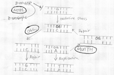 Fig3 human GO system [3]