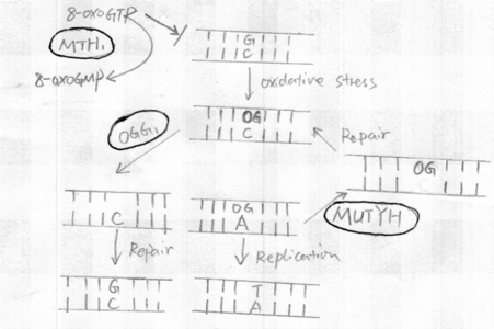 Fig3 human GO system [3]