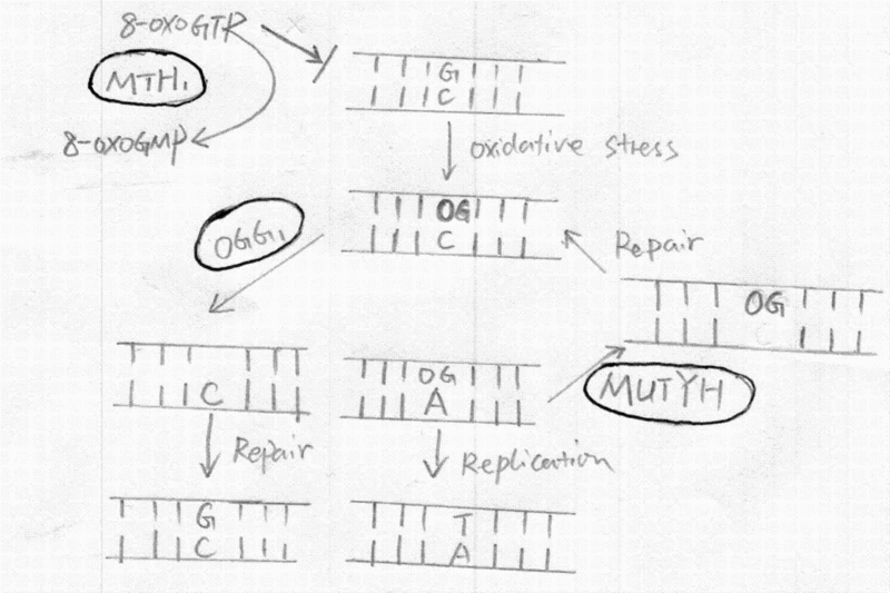 Image:Transversion mutation.gif