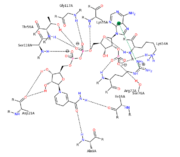 NADPH Residue Interaction