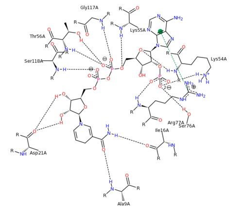 NADPH Residue Interaction 
