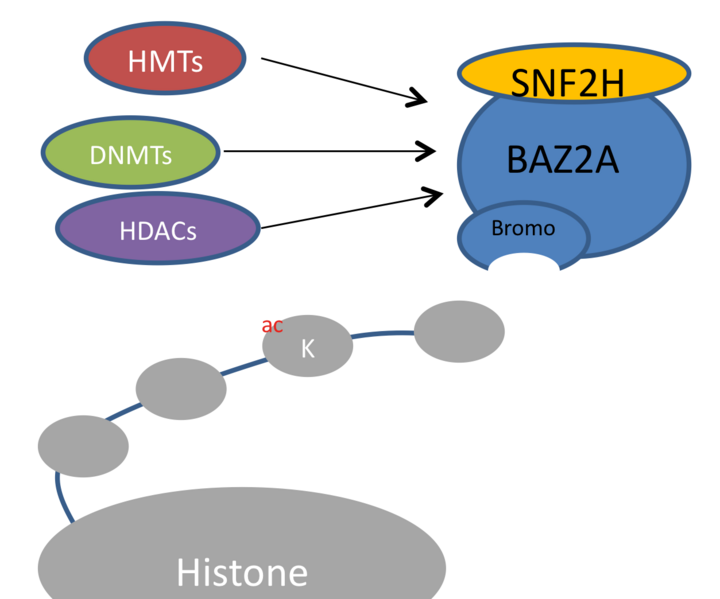 Image:NoRC complex diagram.png