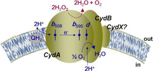 Figure 2: Overall schematic representation of cytochrome bd oxidase. ; General display of the reduction of molecular oxygen into water using the quinol as a reducing substrate. The three hemes are located near the periplasmic space, meaning that the membrane potential is generated mainly from proton transfer from the cytoplasm towards the active site on the opposite site of the membrane. Heme b558 is involved in quinol oxidation and heme d serves as the site where O2 binds and becomes reduced to H2O.