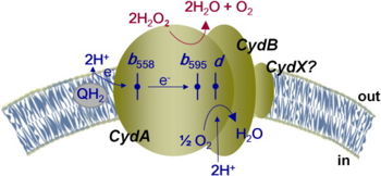 Figure 2. Overall schematic representation of the reductive cycle of cytochrome bd oxidase.  In this cycle, molecular oxygen is reduced into water using the quinol as a reducing substrate. Cytochrome bd oxidase releases 2 H+ for each 2 electrons transferred due to the menaquinol oxidation site located on the outer face of the cytoplasmic membrane.  The bd oxidase completes a redox loop when coupled with quinone dehydrogenases that receive electrons from NADH, pyruvate, D-lactate, or acyl coenzyme A. The three hemes essential to the electron transfer are located near the periplasmic space. Heme b558 is involved in quinol oxidation and heme d serves as the site where O2 binds and becomes reduced to H2O. The membrane potential is generated mainly from proton transfer from the cytoplasm towards the active site on the periplasmic side of the membrane.