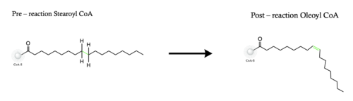 Figure 1. Overall reaction completed by the SCD1 enzyme. It introduces a double bond between carbons 9 and 10 on the ligand Stearoyl CoA, converting it into Oleoyl CoA