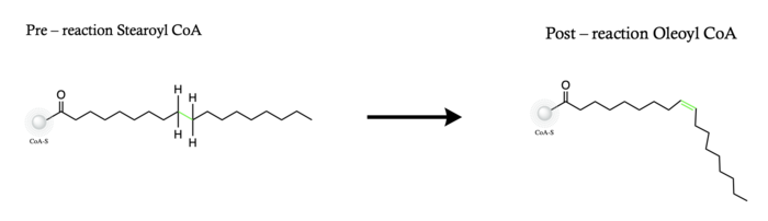 Overall reaction completed by the SCD1 enzyme.  It introduces a double bond between carbons 9 and 10 on the ligand Stearoyl CoA, converting it into Oleoyl CoA