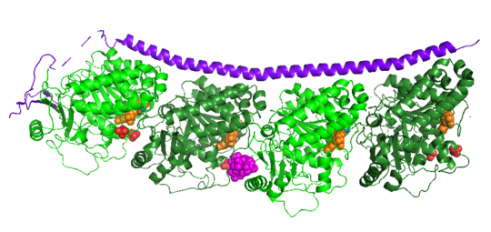 Figure XXX. Adapted from Ruben (2004)  Stathmin in purple can bind to tubulin dimers to prevent polymerization or to microtubules to increase catastrophe