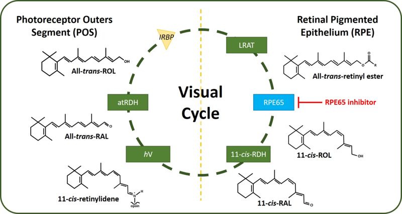 Image:Visual Cycle RPE65 2.jpg