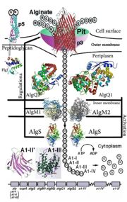 'This is a summary of how Strain A1 superchannel works to import and degrade alginate. G, L-guluronate; M, D-mannuronate; gene for alginate lyases (A1-I, A1-II and A1-III); catabolite-control protein gene; algS, algM1 and algM2, ABC transporter genes for alginate import; algQ1 and algQ2, genes for alginate-binding proteins; a1-IV, alginate lyase A1-IV gene; a1-II’, alginate lyase A1-II’ gene; a1-IV’, alginate lyase A1-IV’ gene; p3, TonB-dependent transporter; p5, alginate receptor; FlgJ, C-terminal catalytic module for peptidoglycan hydrolysis. Adopted from Hashimoto W, Kawai S, Murata K. Bacterial supersystem for alginate import/metabolism and its environmental and bioenergy applications. Bioeng Bugs. 2010 Mar-Apr;1(2):97-109. doi: 10.4161/bbug.1.2.10322. Epub 2009 Oct, 14. PMID:21326935 doi:http://dx.doi.org/10.4161/bbug.1.2.10322'