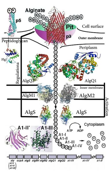 Image:ABC Transporter.jpg