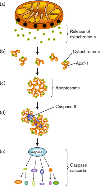 Image:Apoptosome.gif