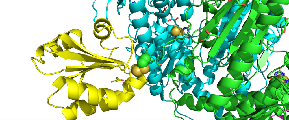 PDB: 3QFA with features highlighted. C-terminal redox centre of mTrxR: green ribbons are one monomer of mTrxR1, and blue ribbons are the other monomer. In this crystal structure, Trx (yellow ribbons) is bound to mTrxR1, and this disulfide linkage is highlighted by yellow and green spheres. It is important to note that Sec498 was mutated to Cys498, and this Cys498 residue is shown forming a disulfide with Trx. Shown in green stick is another mutation: in this crystal structure, the resolving Cys residue was mutated to Alanine to ensure Trx stays bound to mTrxR1.