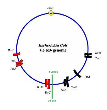 Chromosome map of the 4.2 Mb B. Subtilis genome indicating the location and orientation of Ter sites. The two groups of Ter sites are depicted in red and black respectively. An origin of replication (OriC) is also shown along with the dif site