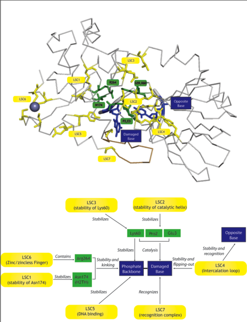 Diagram with the LSCs (yellow), their suggested role (arrows) and the amino acids or features they affect (green and blue)