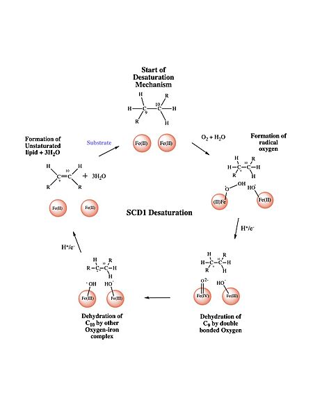 Image:SCD mechanism.jpg