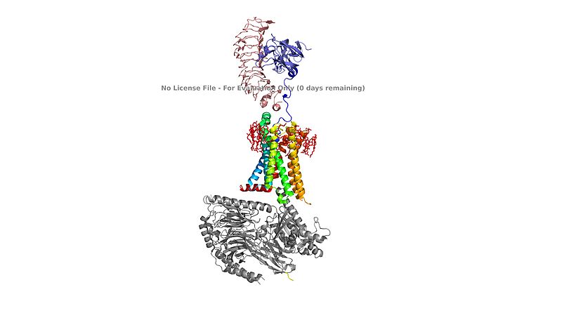 Image:TSHR with TSH Bound1.jpg