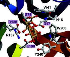 Catalytic site of the Thermotoga maritima invertase with important residues in prurple