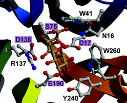 Active site of the Thermotoga maritima invertase with important residues in purple