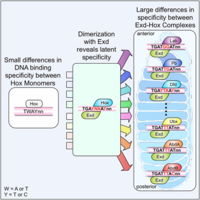 Latent specificity of Hox proteins (cite).