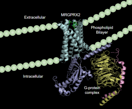Figure 1:MRGPRX2 in the cellular membrane. 