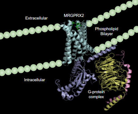 Figure 1:MRGPRX2 in the cellular membrane. 