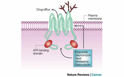 P-glycoprotein as a transmembrane drug efflux pump