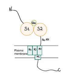 NR2A submit structure