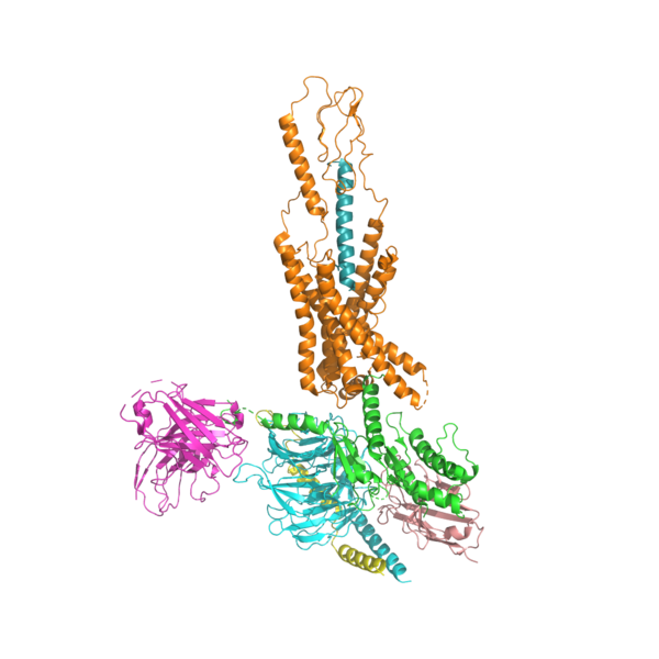 Image:Tirz in gip.png