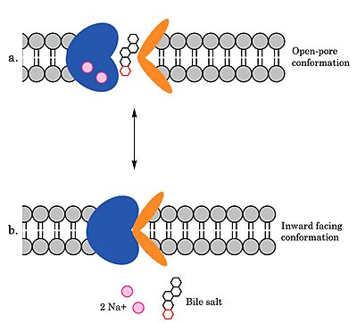 Figure 4. Mechanism of Bile Salt Uptake by NTCP.