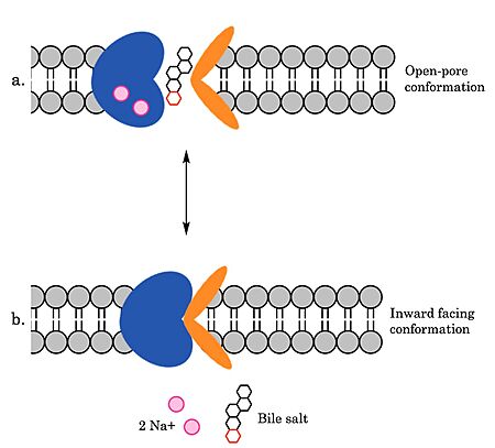 Figure 4. Mechanism of Bile Salt Uptake by NTCP.