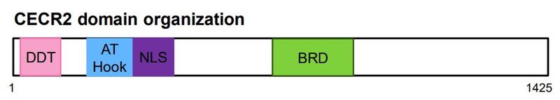 Image:CECR2 domain org.jpg