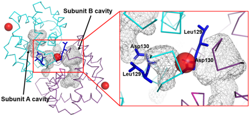 Figure 4. Shape of the cavities (in gray) directly governed by the conformation of Leu129 and Asp130 residues. The Asp130 side chain (underlined) does not interact with Ca2+ and projects into the cavity in the A subunit (in cyan), while the Asp130 side chain (B subunit) binds to Ca2+. These conformations can be  seen in ampliation. The Ca2+ ions are also indicated like red balls. (Source: PyMOL 2.5.2)