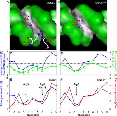 Figure 6: Comparison of DNA shape of Scr specific in vivo site (left panel) vs. Hox consensus site (right panel). Elsevier/Cell Press has provided permission for usage of this figure.
