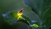 The Common Eastern Firefly expressing bioluminescence seen giving off a yellow-green hue.[2]