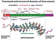 Fig. 2 – Structure of β-catenin with highlighted binding sites for interacting partner: top – domain structure of β-catenin, bottom – tertiary structure of β-catenin. Red inscription – interacting partners of β-catenin participating in Wnt signal pathway, blue inscription – interacting partners of β-catenin participating in forming of adherent junctions, R1-R12 – armadillo repetitions, each armadillo repetition is represented by red, green and blue α-helix in bottom part of the picture. Taken from  