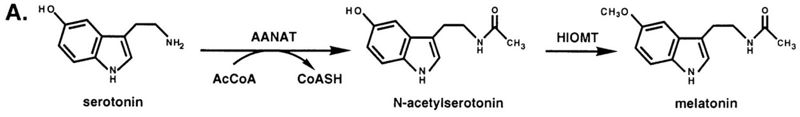Image:Melationin synthesis 2.jpg
