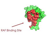 Figure 2: MRAS binding site to Raf. This image was created in PyMOL using surface view. (PDB code 7DSO).