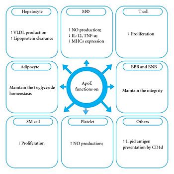Various Functions of ApoE (Zhang et al. 2011)