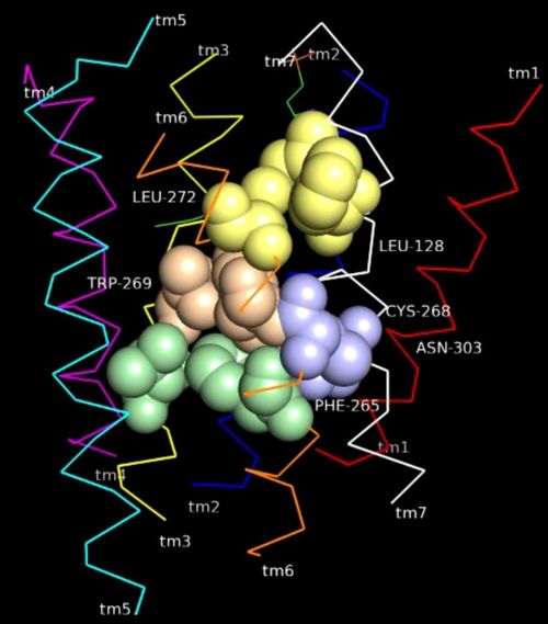 Fig6: Cluster 3 interaction with TM- III, VI, & VII(4).