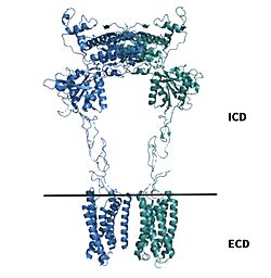 Figure 2.Shown above the line is the intracellular region containing the VFT and CRD. Shown below the line is the extracellular region containing the TMD of mGlu2.