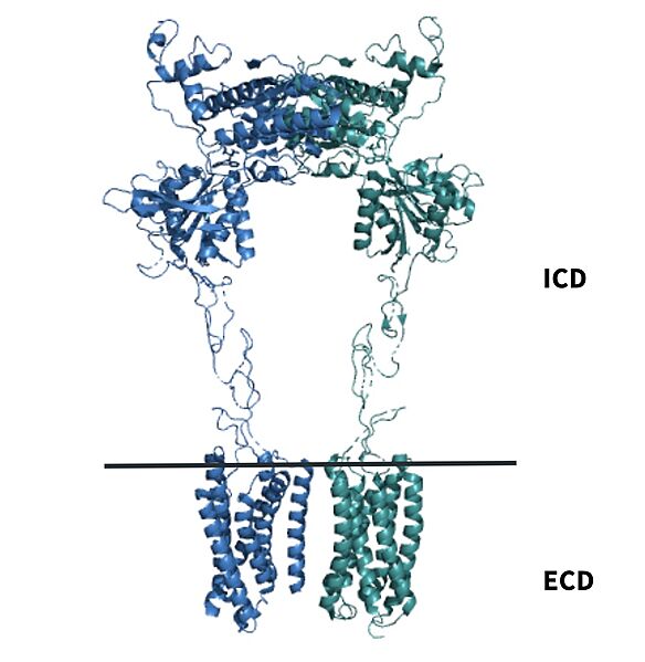 Image:Domains of mGlu2.jpg