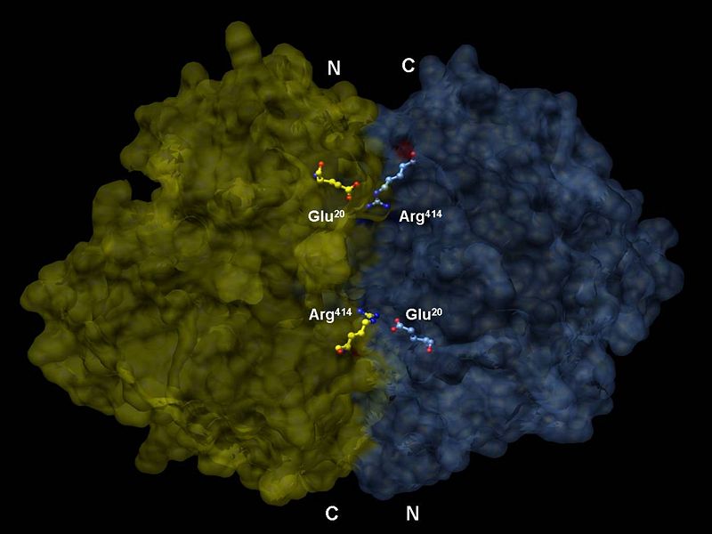 Image:Enolase with differentiated subunits.jpg