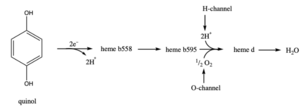 Figure 4. Summarized mechanism of cytochrome bd-oxidase in E. coli. Electrons are passed from quinol to heme b558 to heme b595 to heme d. Protons and oxygen atoms flow into the H-channel and O-channel to heme d. Heme d catalzyes the reduction of oxygen to water.