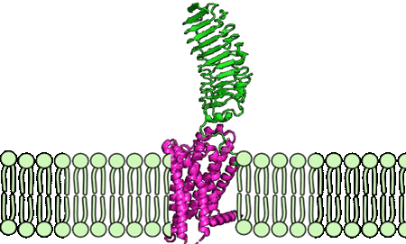 Figure 2: Inactive form of the thyrotropin receptor shown in blue (PDB: 7T9M). Active form of the thyrotropin receptor shown in green (PDB: 7T9I).